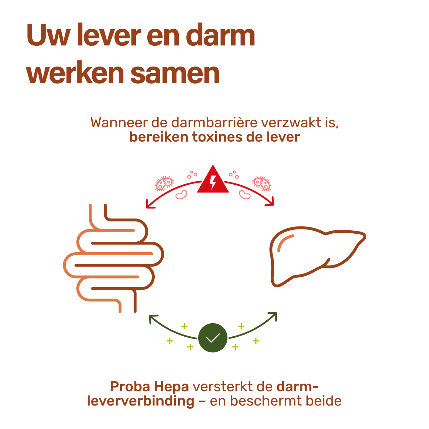 proba hepa levergezondheid PRO