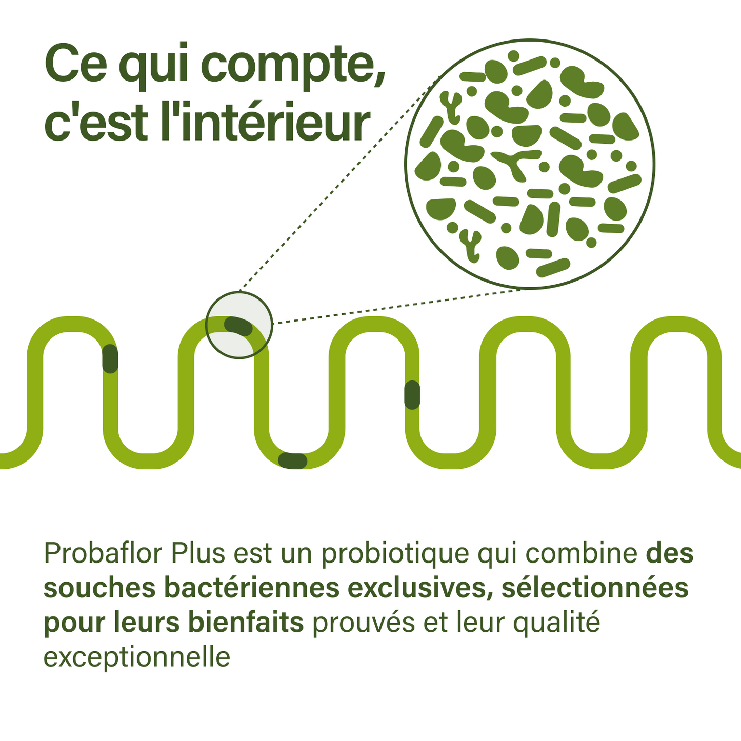 probaflor plus